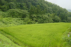 田植えを終えた棚田。平成18年5月