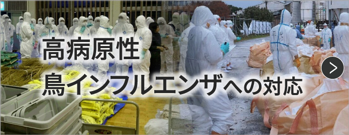 高病原性鳥インフルエンザへの対応
